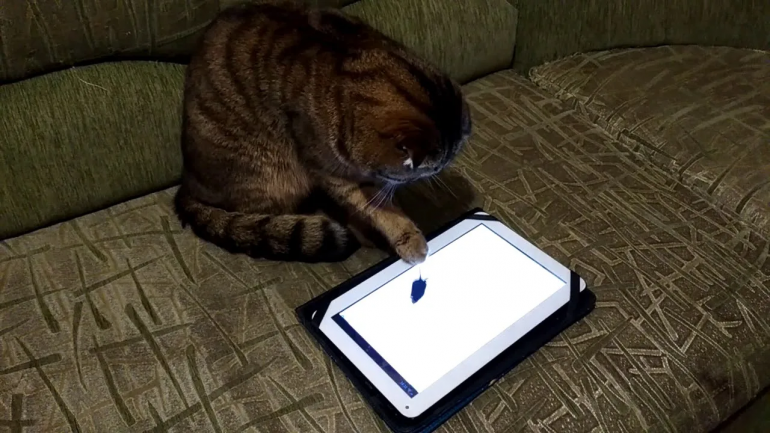 Приложение для котов